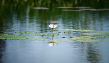 Living Pure in a Polluted World