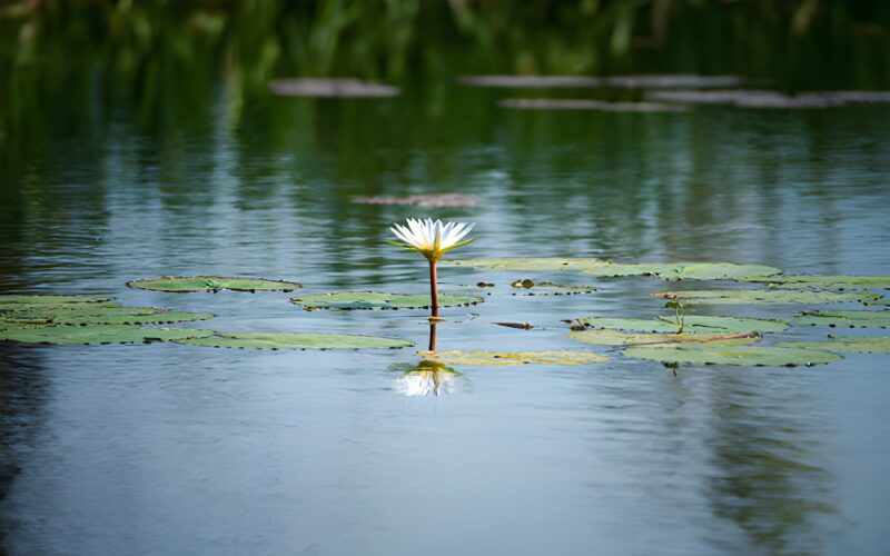 Living Pure in a Polluted World