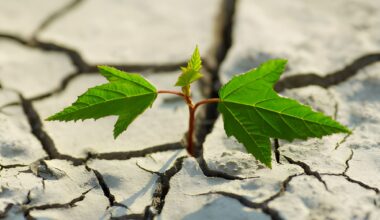 believing again after disappointment